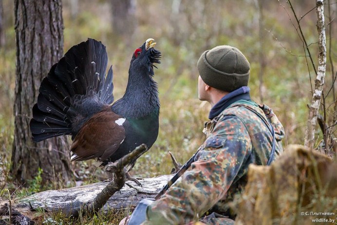 Охота на глухаря и тетерева