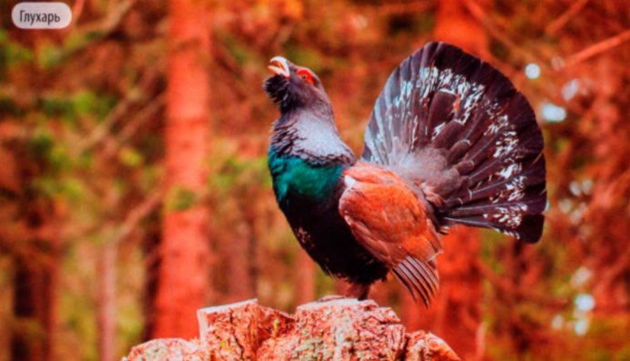 Охота на боровую дичь в Карелии