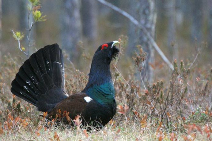 Белобрюхий Глухарь