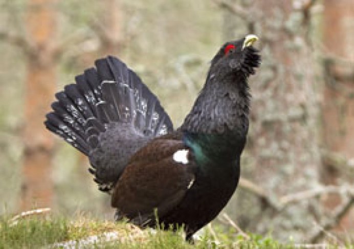 Capercaillie lek