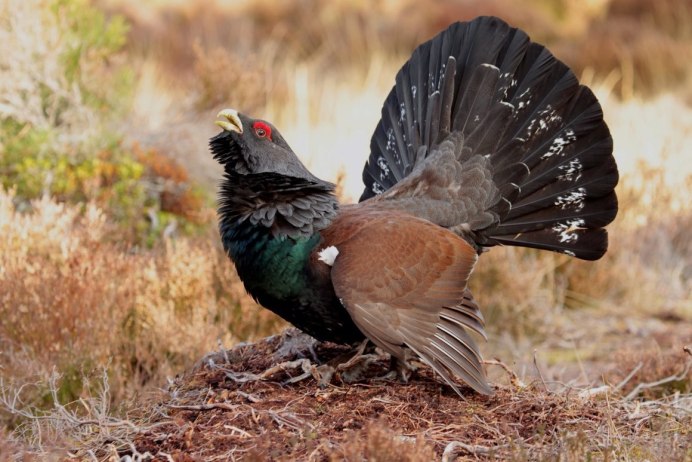 Глухарь токует