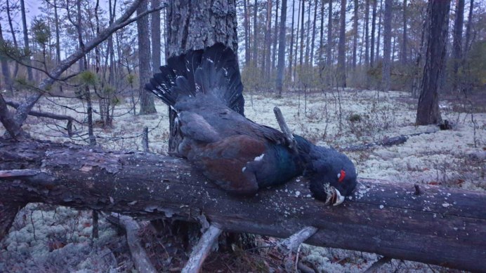 Птицы в Приозерском районе