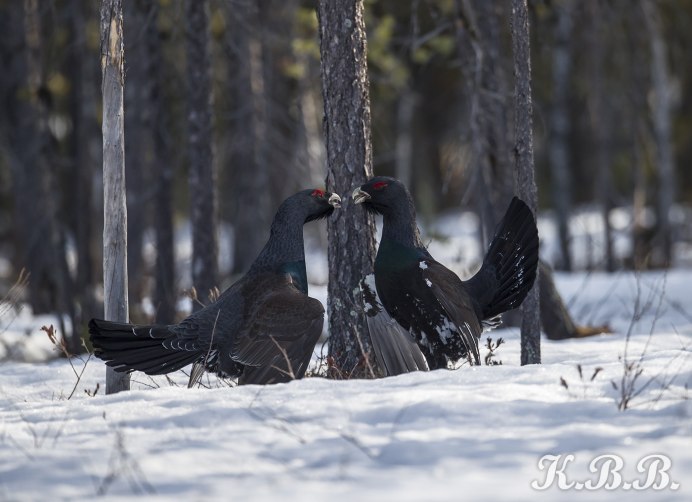 Глухарь птица самка