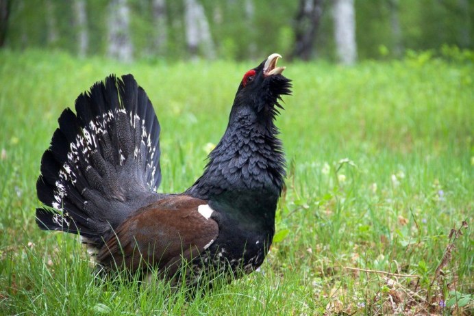 Глухарь трофическая группа