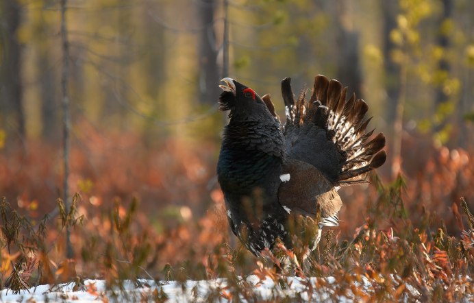 Голос глухаря