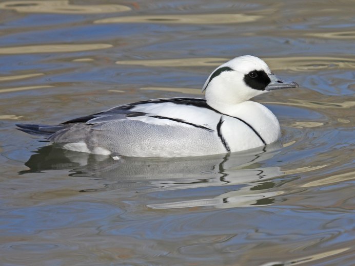 Луток (Mergus albellus