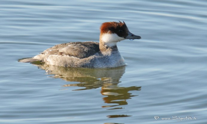 Smew Duck