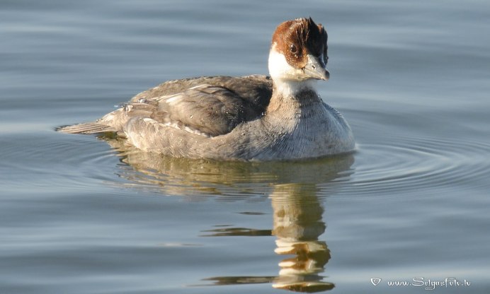 Большой крохаль Mergus Merganser