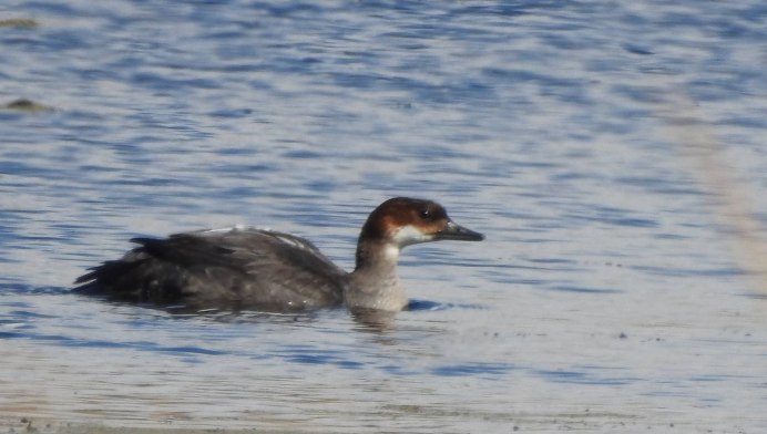 Луток (Mergus albellus