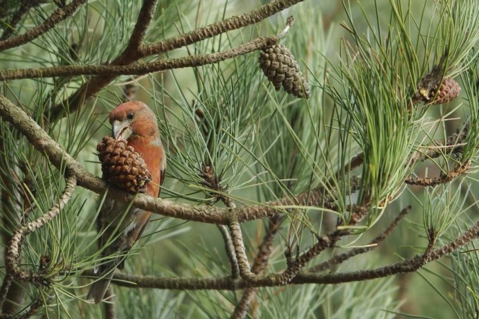 Клест Сосновик шишки