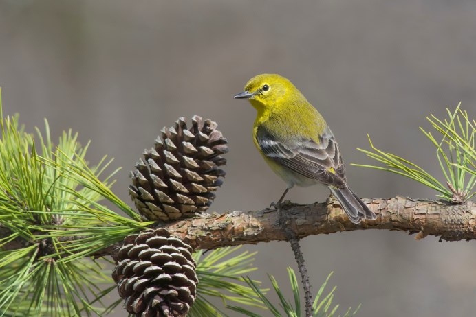 Мичиганский Лесной певун