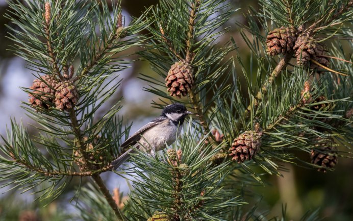Сосновая ветка с шишками