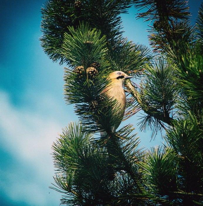 Птичка на ветке сосны