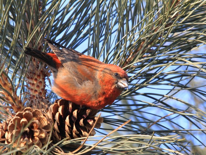 Клёст-еловик гнездо