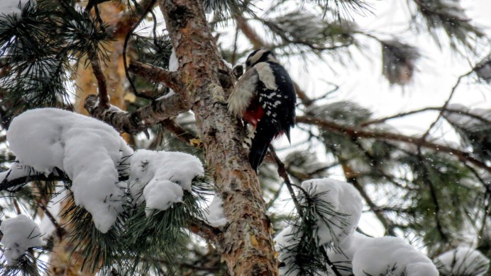 Тайга Клест еловик