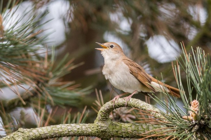 Гнезда птиц на соснах
