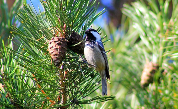 Синичка на сосне