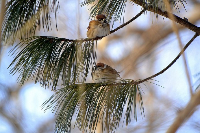 Клёст-еловик и клёст-Сосновик