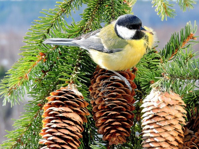 Дятел и ель