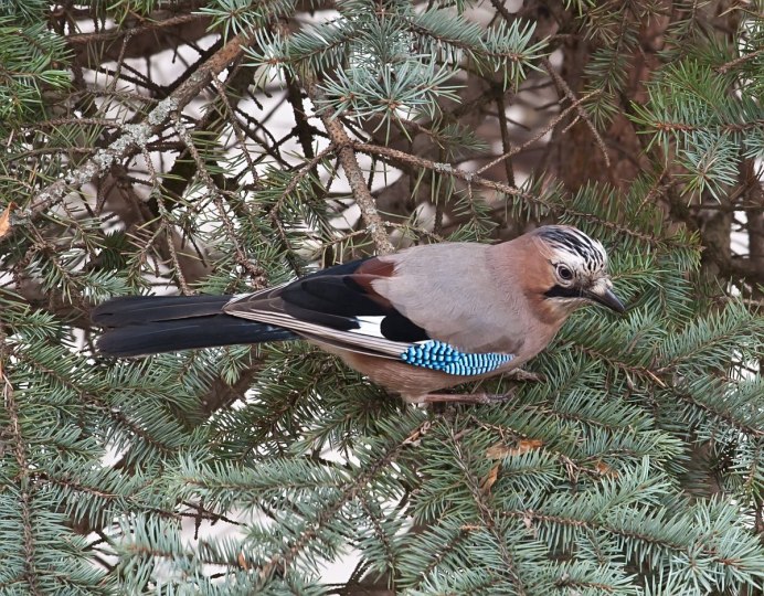 Сосновая Сойка