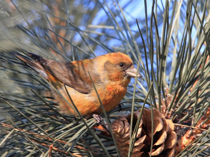 Южная птица в соснах трещит