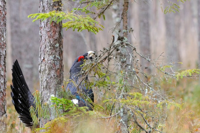 Желтоголовый королёк тгнездо