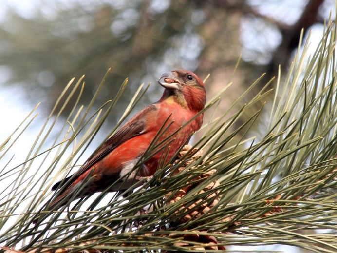Птица на ветке