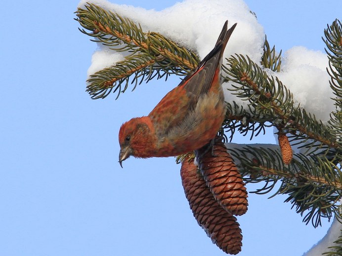 Обыкновенный клёст еловик