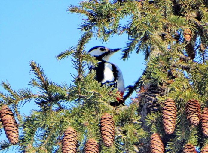 Глухарь токует на дереве