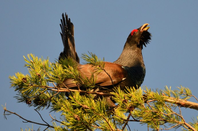 Клёст-еловик гнездо