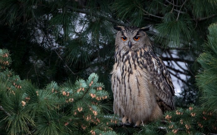 Джексон Брэдли (Bradley Jackson) картины
