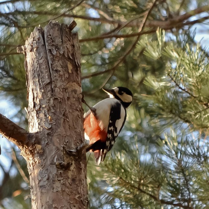 Гульдианскй Зяблик