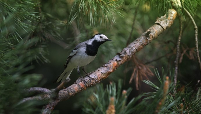 Птица Клест еловик