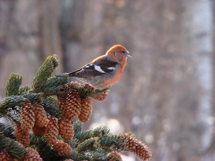 Лесной Снегирь