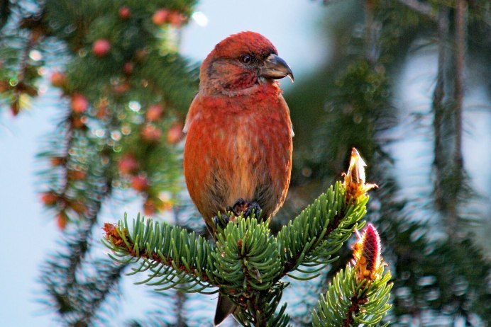 Воробей на сосне