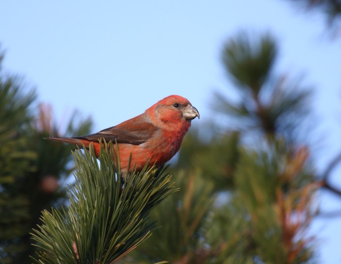 Клёст-Сосновик Перелетная