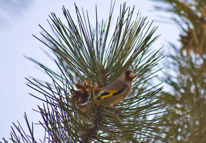 Сорока на ветке зима