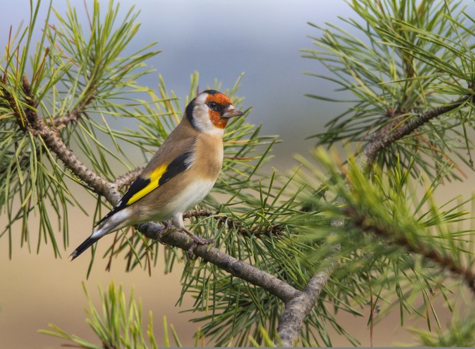 Птицы на сосне