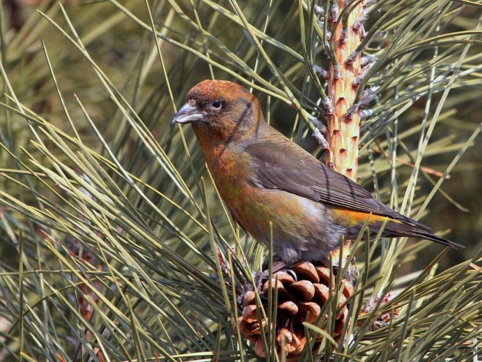 Птица ). Клёст-елови́к
