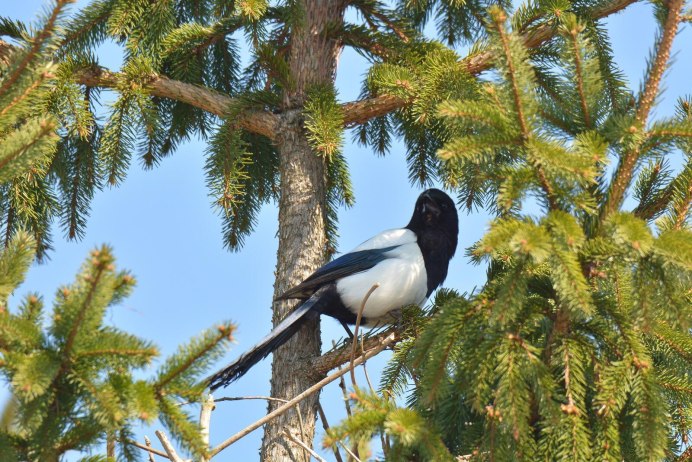 Сорока на елке