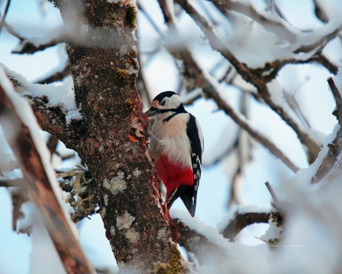 Глухарь в лесу