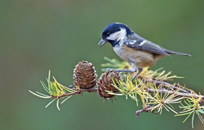 Клест Кедровик