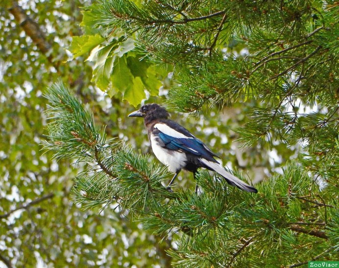 Дятел в зимнем лесу