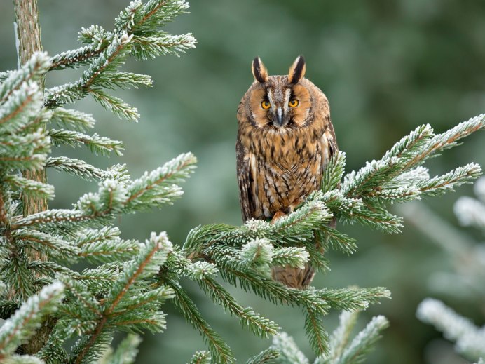 Птицы в Сосновом лесу