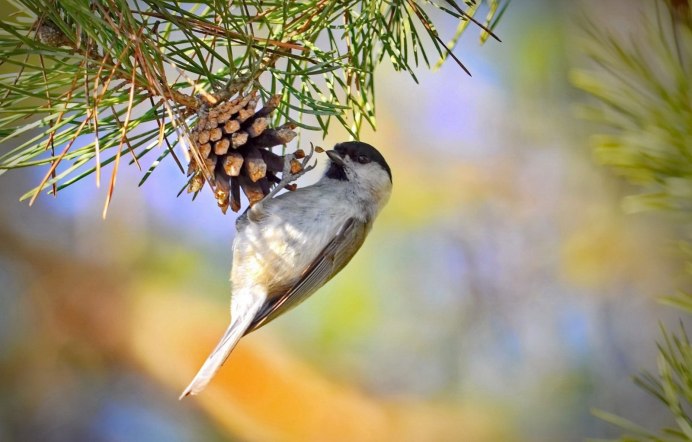 Клёст-еловик и клёст-Сосновик