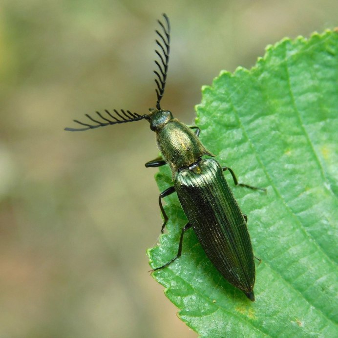 Жук веероус Coleoptera