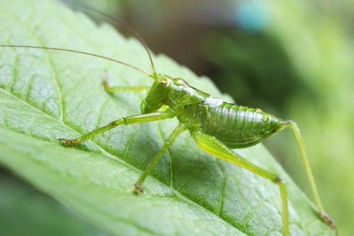 Усач мускусный – Aromia moschata l.