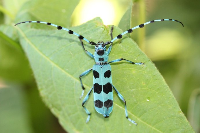 Альпийский усач (Rosalia Alpina)