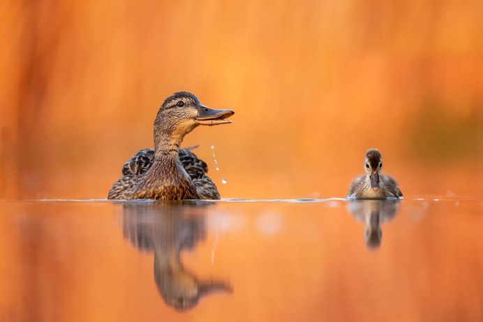 Утка с утятами на воде