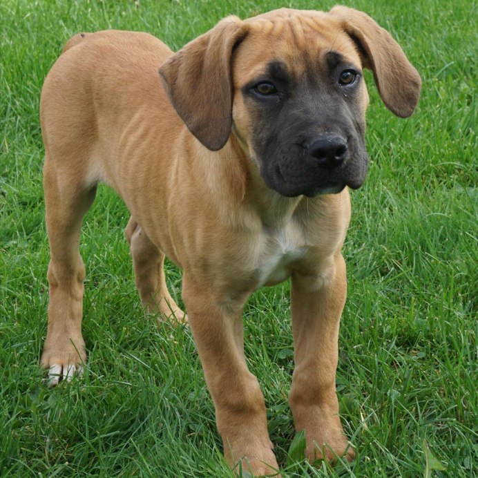 Южноафриканский бурбуль / South African Boerboel к